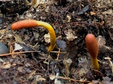 Tolypocladium ophioglossoides image
