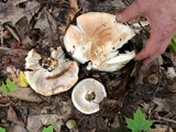 Russula compacta image