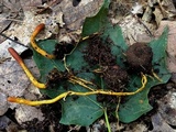 Tolypocladium ophioglossoides image