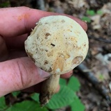 Boletus pallidus image