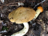 Leccinum longicurvipes image