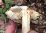 Leccinum longicurvipes image