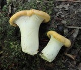 Cantharellus phasmatis image
