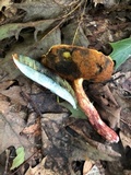 Butyriboletus frostii image