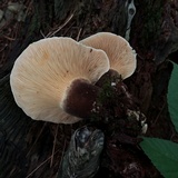 Tapinella atrotomentosa image