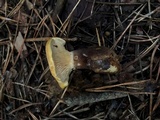 Tapinella atrotomentosa image
