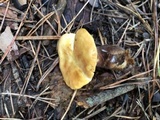 Tapinella atrotomentosa image