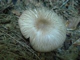 Megacollybia rodmanii image