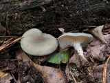 Clitocybe odora image