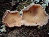 Cytidia stereoides image