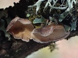 Cytidia stereoides image