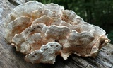 Trametopsis cervina image