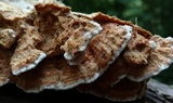 Trametopsis cervina image