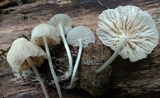 Heliomyces decolorans image