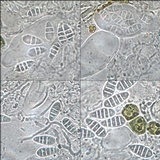 Arthonia pruinata image