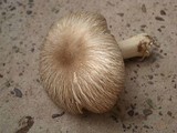Megacollybia rodmanii image