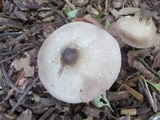 Agaricus placomyces image