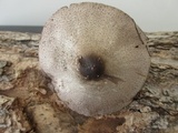 Agaricus placomyces image