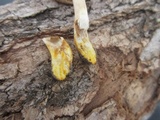 Agaricus placomyces image