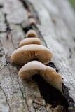 Lentinellus ursinus image