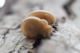 Lentinellus ursinus image