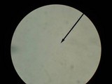 Megacollybia rodmanii image