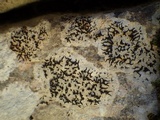 Arthonia calcarea image