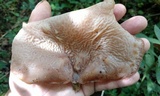 Auricularia fuscosuccinea image