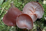 Auricularia fuscosuccinea image