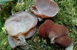 Auricularia fuscosuccinea image
