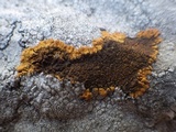 Caloplaca aurantia image