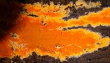 Ceriporia spissa image