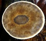 Foraminispora rugosa image