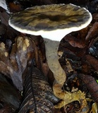 Foraminispora rugosa image