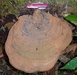 Ganoderma fornicatum image