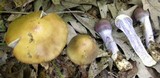 Cortinarius cylindripes image