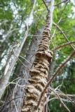 Bjerkandera adusta image