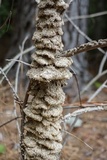 Bjerkandera adusta image