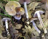 Cortinarius cylindripes image
