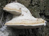 Fomes inzengae image