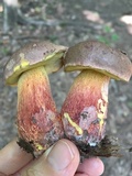 Boletus billieae image