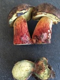 Boletus billieae image