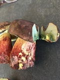 Boletus billieae image