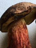 Boletus billieae image