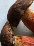 Boletus billieae image