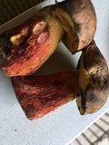 Boletus billieae image