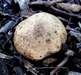 Scleroderma bovista image