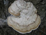 Fomes inzengae image