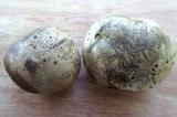 Scleroderma bovista image