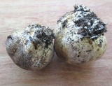 Scleroderma bovista image